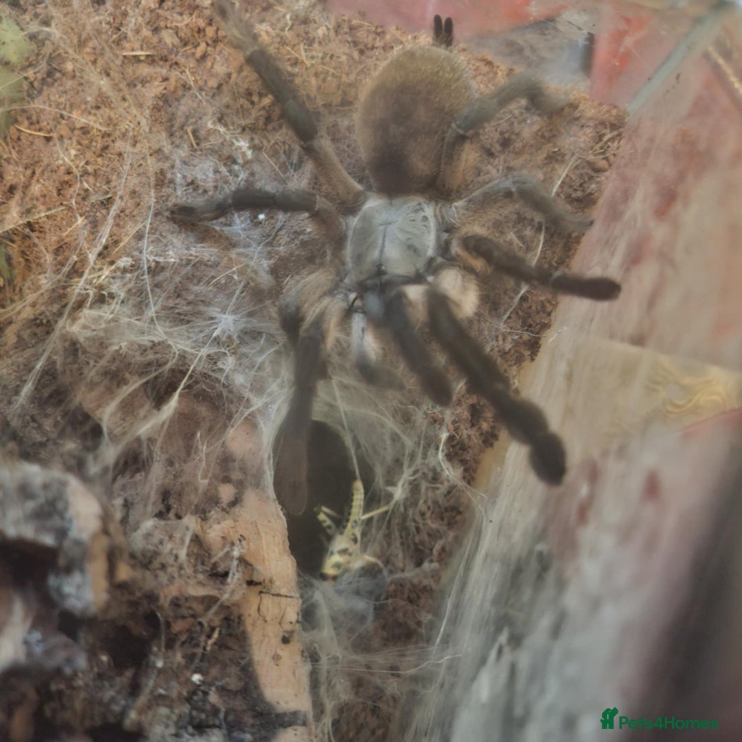 Tarantulas invertebrates for sale: If the list is here, they are available  in Loughborough - Image 2