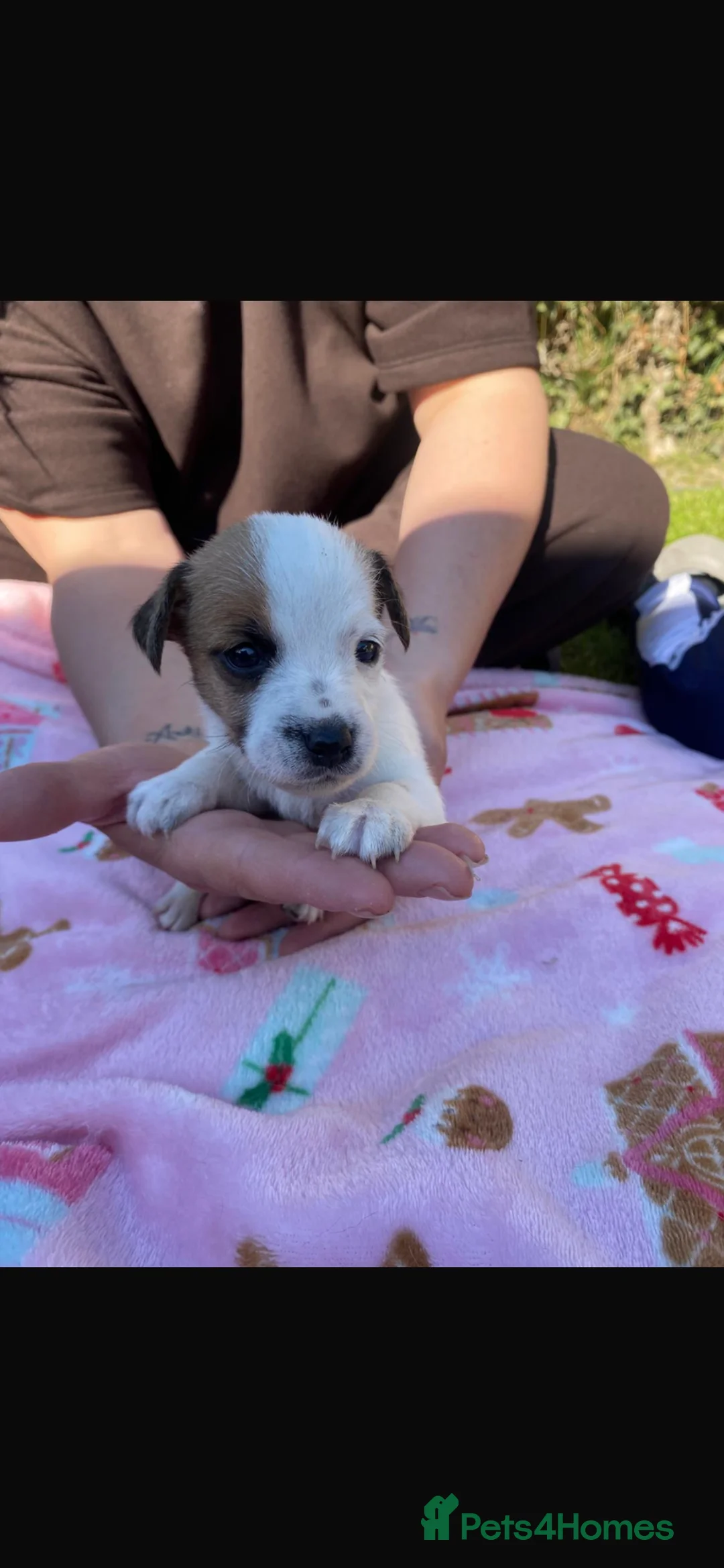 Jack Russell dogs for sale: Jack russel puppies  - Advert 1