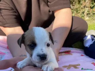 Jack Russell dogs Jack russel puppies - Advert 2
