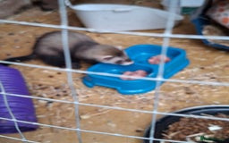 Ferret rodents for sale: Male (hob) ferret - Image 6