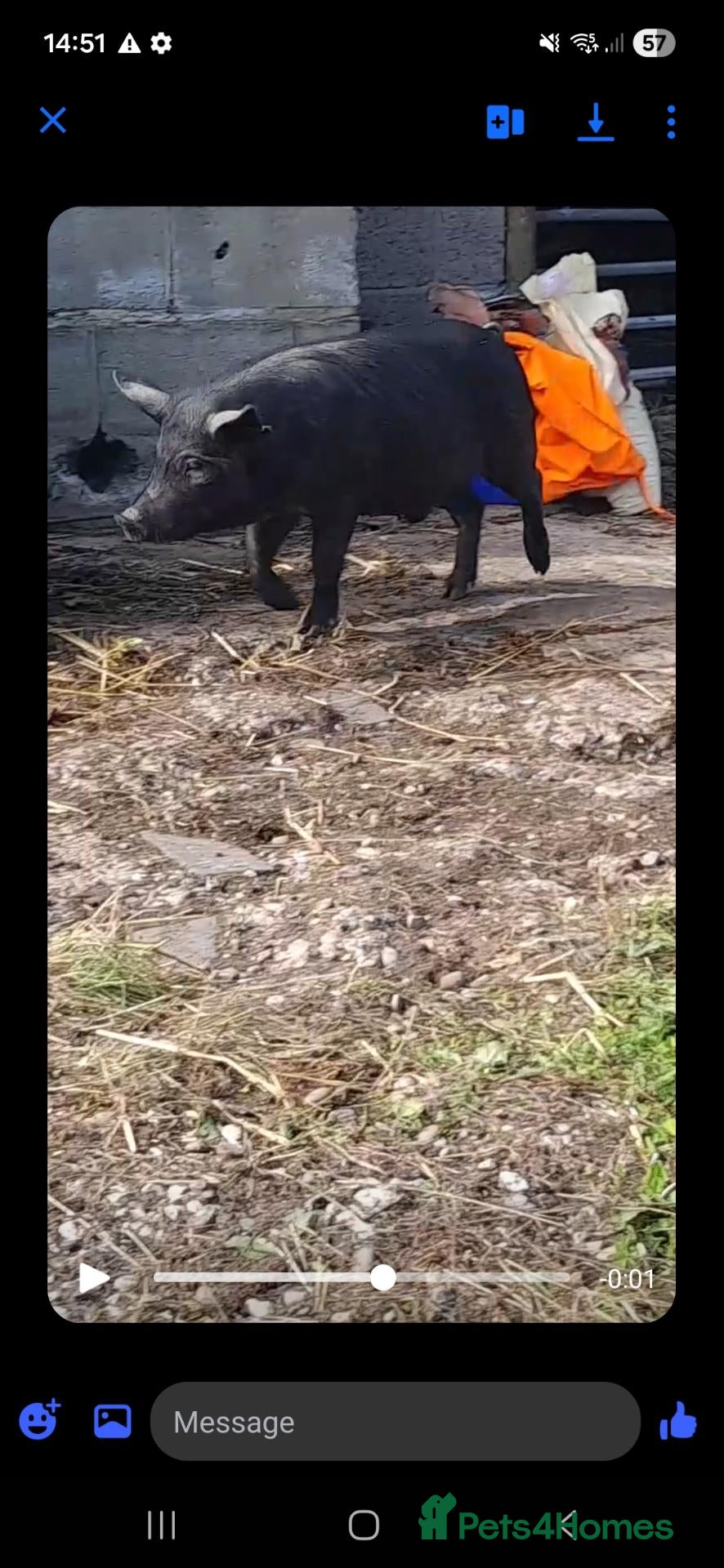 Pig livestock Rehome - Advert 6