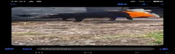 Pig livestock for sale: Rehome in Stoke-on-Trent - Advert 1