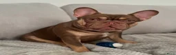 French Bulldog dogs for stud: 🤎🌟Rojo Chocolate & Cherry Tan KC Stud 🌟🤎 - Advert 4