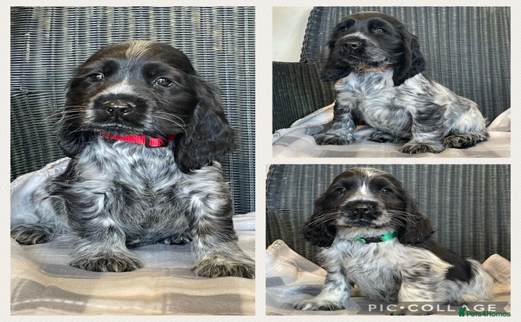 Cocker Spaniel dogs - Advert 15