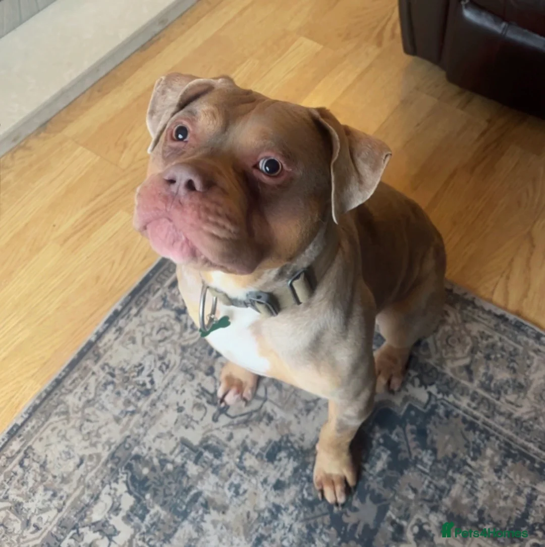 Mixed Breed dogs for sale: Alapaha Blue-Blood bulldog mix - Advert 3