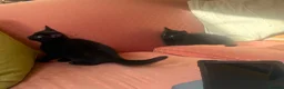 Mixed Breed cats for sale: 2 male kittens - Advert 6