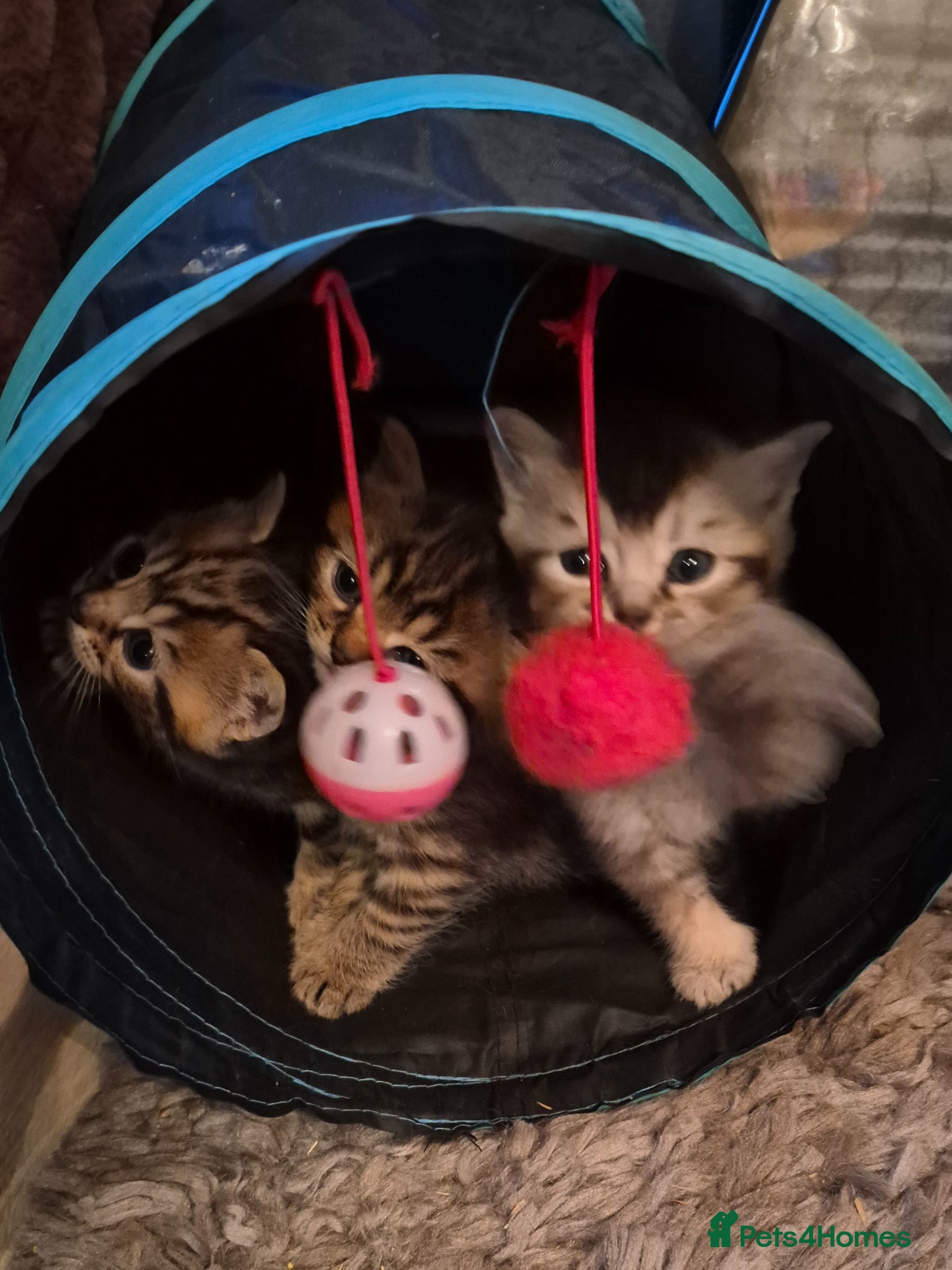 British Shorthair cats for sale: beautiful home bred British shorthair. in Verwood - Advert 9
