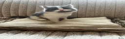 Mixed Breed cats for sale: Adorable chunky fluffy kittens - Advert 2