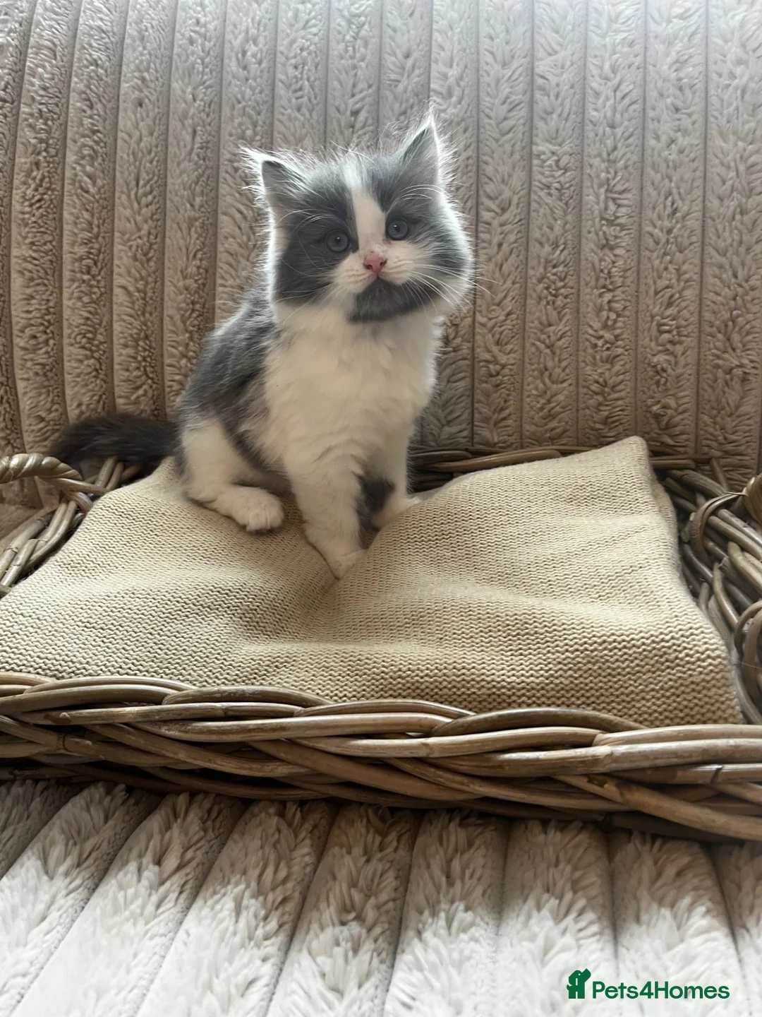 Mixed Breed cats for sale: Adorable chunky fluffy kittens - Advert 2