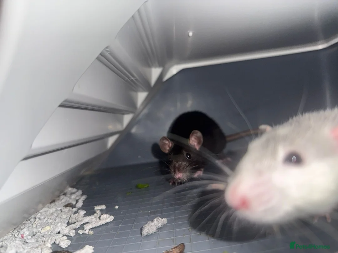 Rat rodents for sale: 2x female rats, 3 months old+ cage and accessories - Advert 2