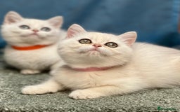 British Shorthair cats for sale: British shorthair golden, silver TICA - Image 13