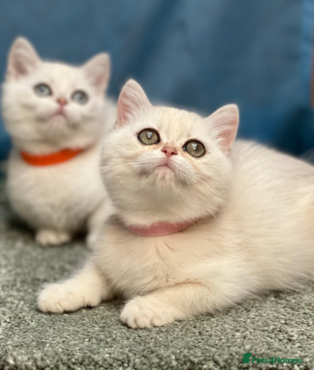 British Shorthair cats for sale: British shorthair golden, silver TICA - Image 13
