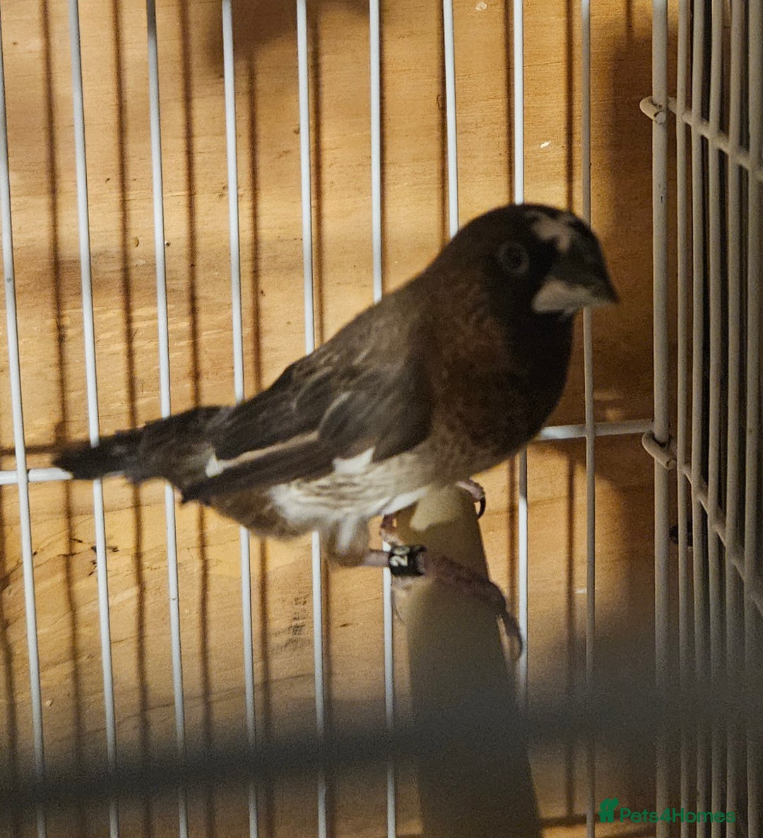 Finches birds for sale: Bengalese finches & Zebra Finches - Advert 20