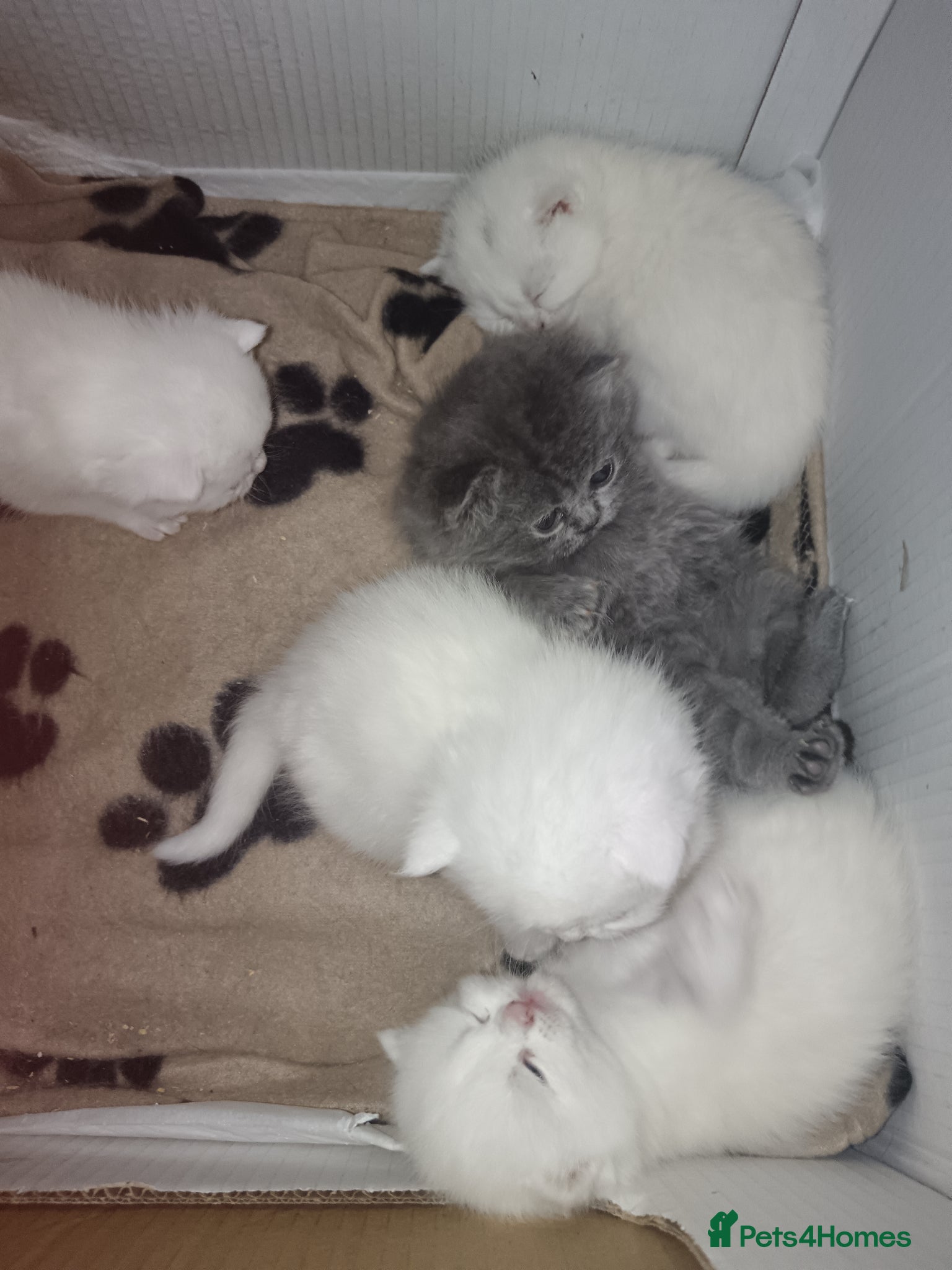 British Shorthair cats Beautiful Persian/  British shorthair kittens - Advert 6