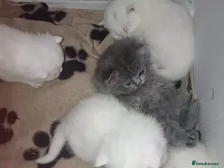 British Shorthair cats Beautiful Persian/ British shorthair kittens - Advert 6