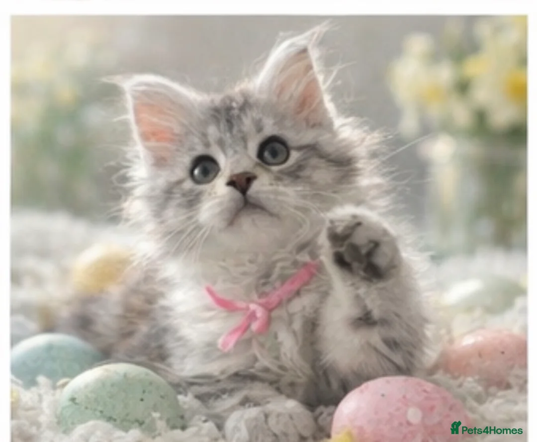 Maine Coon cats for sale: Outstanding pedigree kittens  - Advert 1