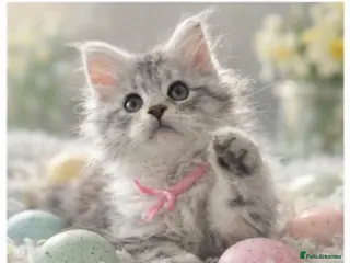 Maine Coon cats Outstanding pedigree kittens - Advert 1