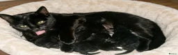 Mixed Breed cats for sale: Ready to leave  - Advert 14