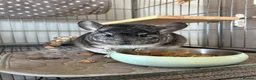 Chinchilla rodents for sale: Male Chinchilla 1.5y with cage full setup in Coalville - Advert 3
