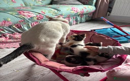 British Longhair cats for sale: Amazingly friendly and beautiful fluff balls - Image 1