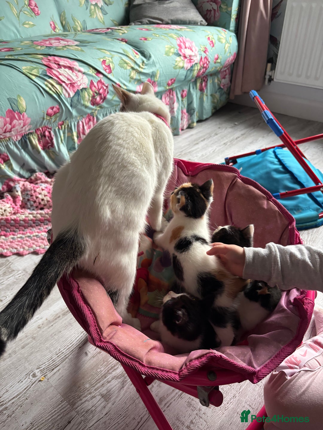 British Longhair cats for sale: Amazingly friendly and beautiful fluff balls - Image 1