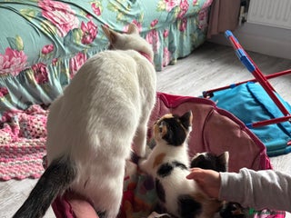 British Longhair cats for sale - Advert 1