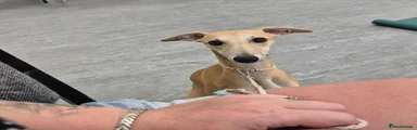 Whippet 1