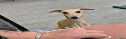 Whippet dogs for sale: KC registered whippet girl puppy - Advert 4