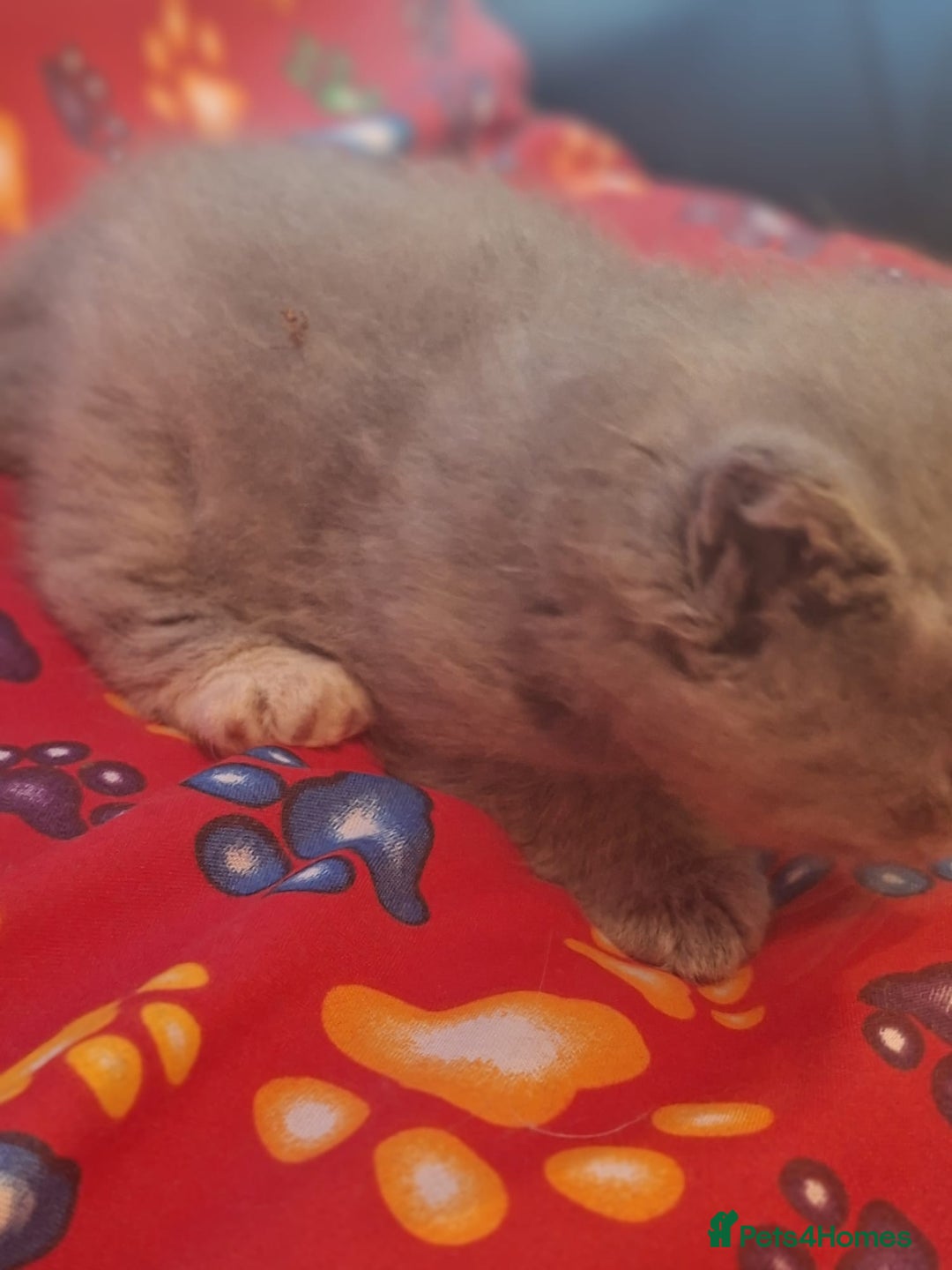 British Shorthair cats for sale: Beautiful short hair and long hair British kittens - Advert 12