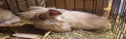 Lionhead rabbits for sale: Purebred double maned super fluffy lionhead girls - Advert 7