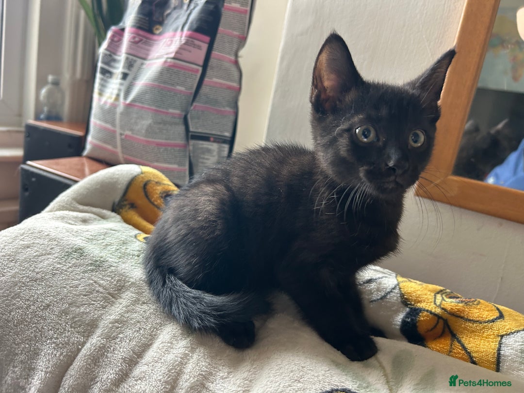 Mixed Breed cats for sale: Kittens - Image 7