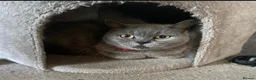 British Shorthair cats for sale: Blue British shorthair female 5 years old  - Advert 2