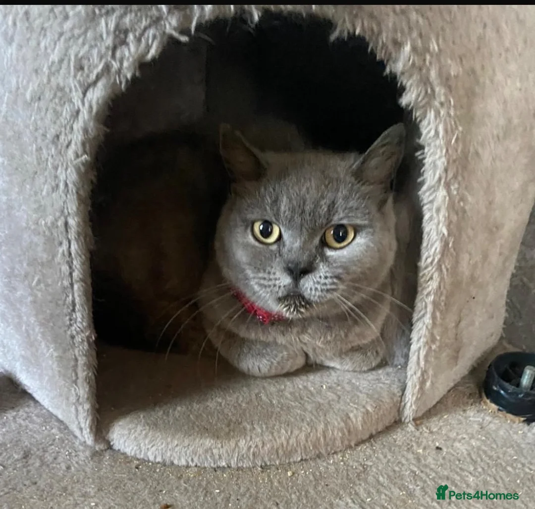 British Shorthair cats for sale: Blue British shorthair female 5 years old  - Advert 2