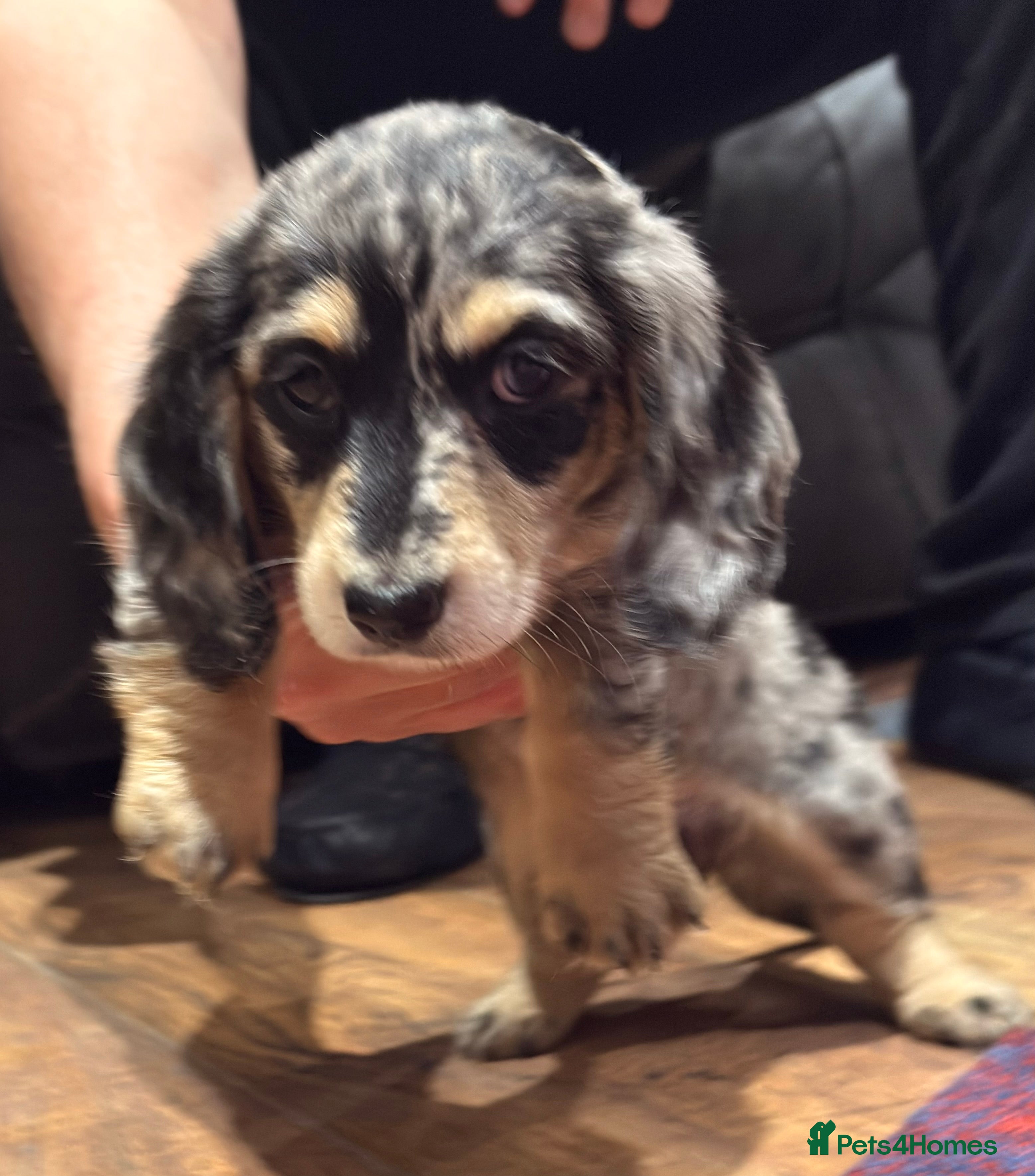 Miniature Dachshund dogs Litter of 5 stunning puppies - Advert 2