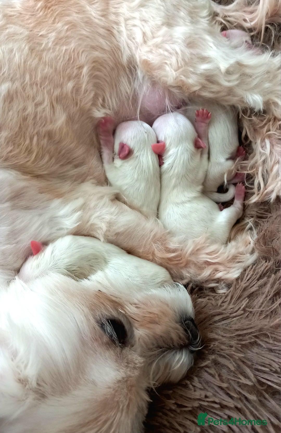 Maltese dogs for sale: 4 Miniature Maltese puppies for sale  - Advert 1
