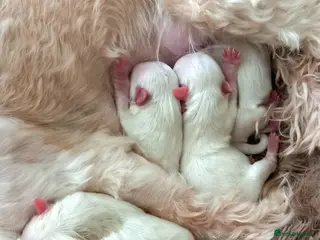 Maltese dogs 4 Miniature Maltese puppies for sale - Advert 3