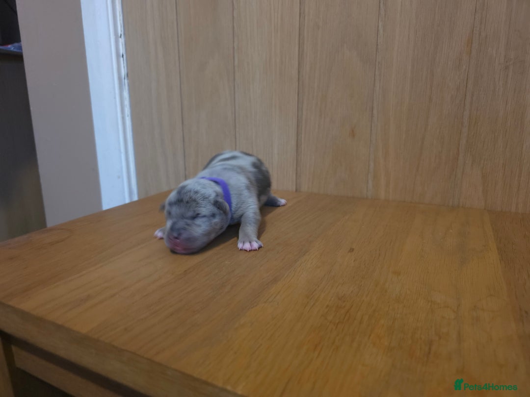 American Bully dogs for sale: Pocket bully puppies - Advert 20