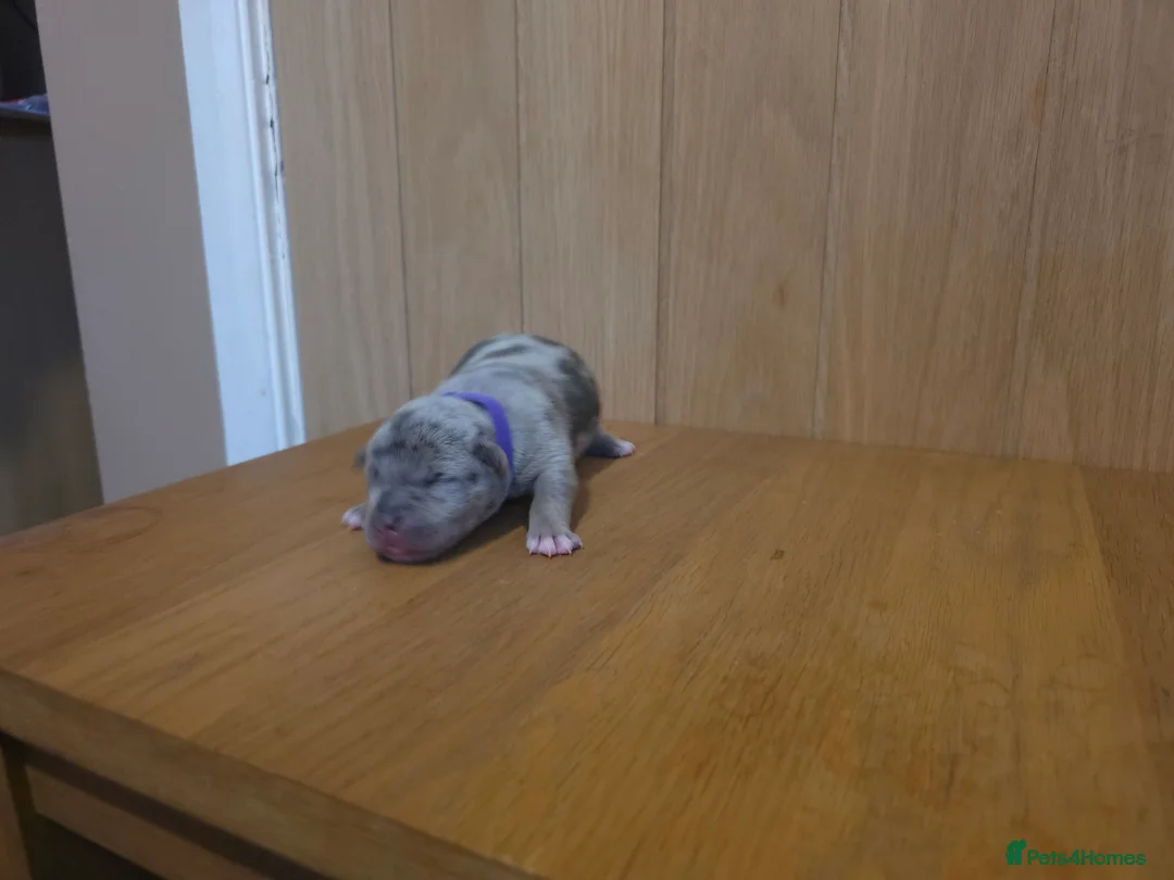 American Bully dogs for sale: Pocket bully puppies - Advert 10