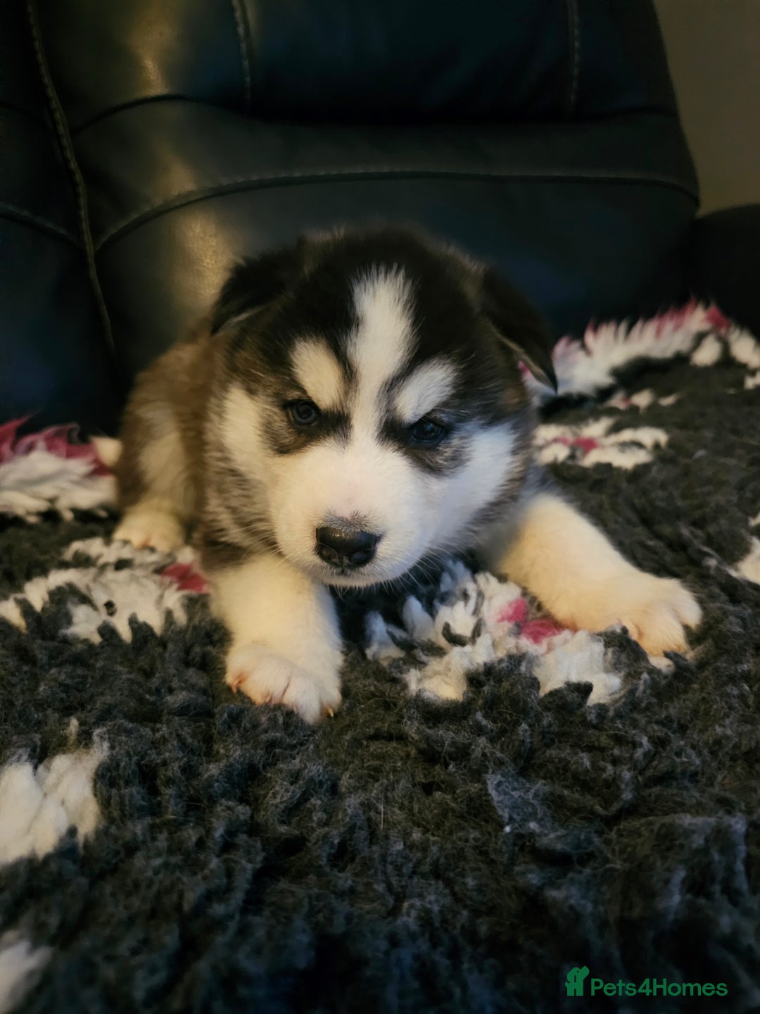Siberian Husky dogs for sale: 5 beautiful siberian husky fur babies - Advert 14