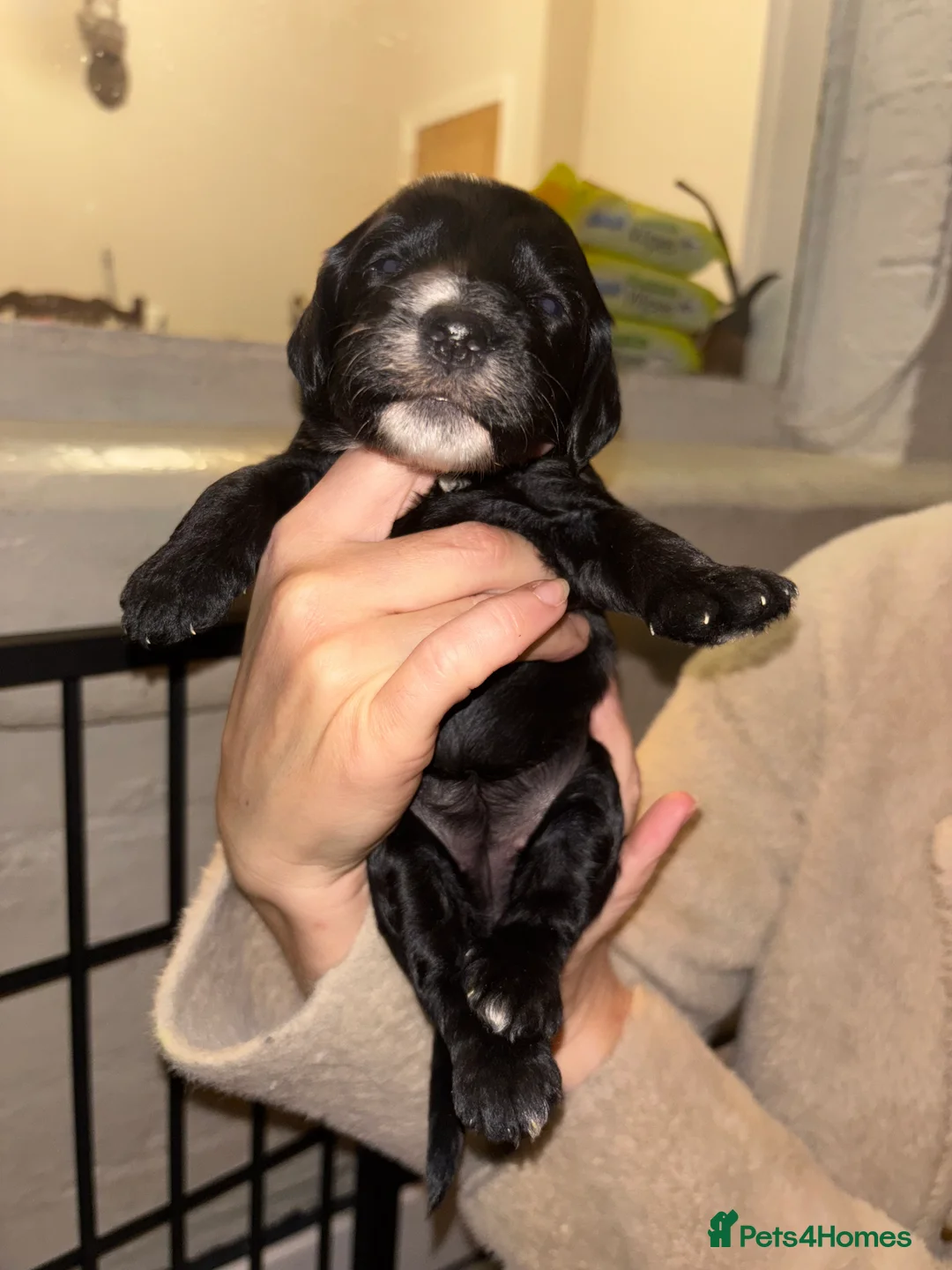 Cockapoo dogs for sale: Gorgeous F1 Cockapoos - Advert 8