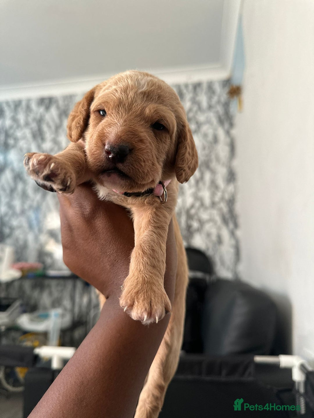Doxiepoo dogs for sale: Stunning Doxiepoo Puppies for sale  - Advert 11