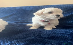 Bichon Frise dogs for sale: 4 adorable bichon puppy’s  - Image 20
