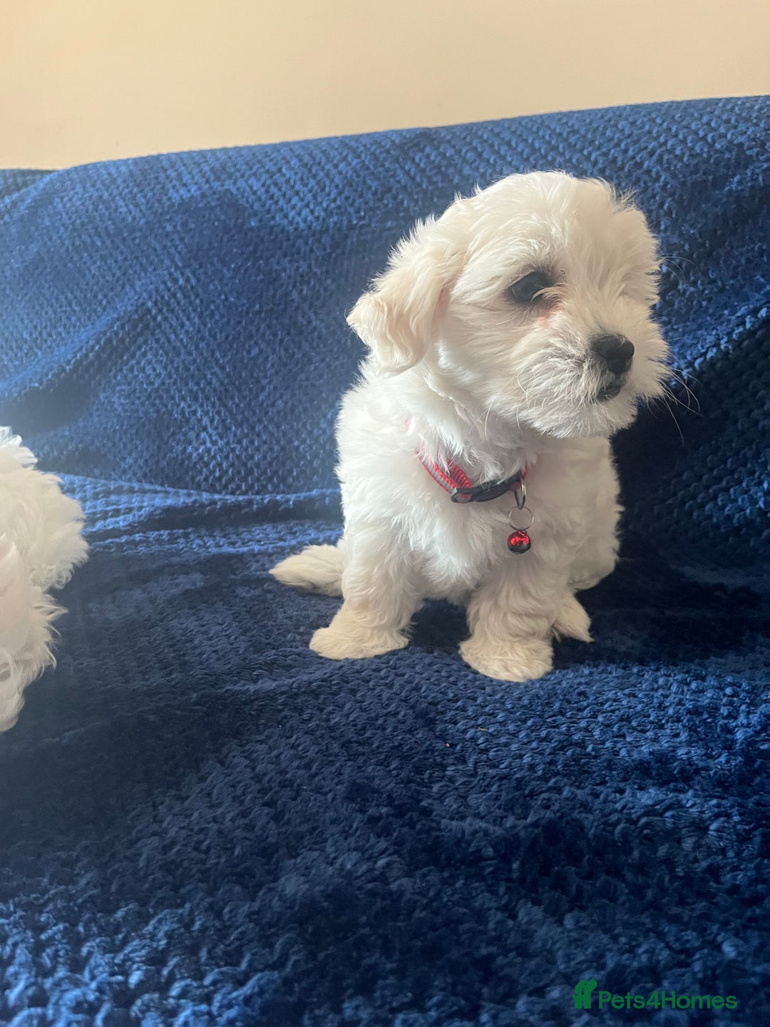 Bichon Frise dogs for sale: 4 adorable bichon puppy’s  - Image 20