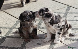 Cavapoo dogs for sale: F1 Cavapoo puppies for sale - Image 22