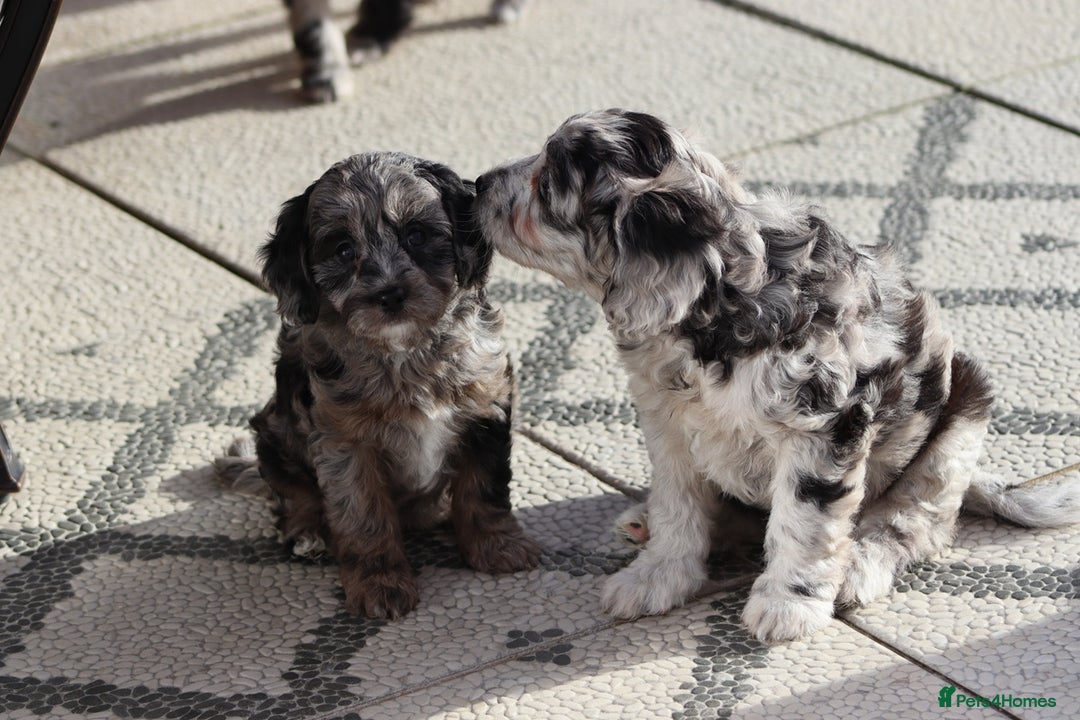 Cavapoo dogs for sale: F1 Cavapoo puppies for sale - Image 22