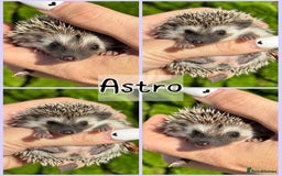 Pygmy Hedgehog rodents for sale: Beautiful African Pygmy Hedgehog Hoglets 💕 - Image 4