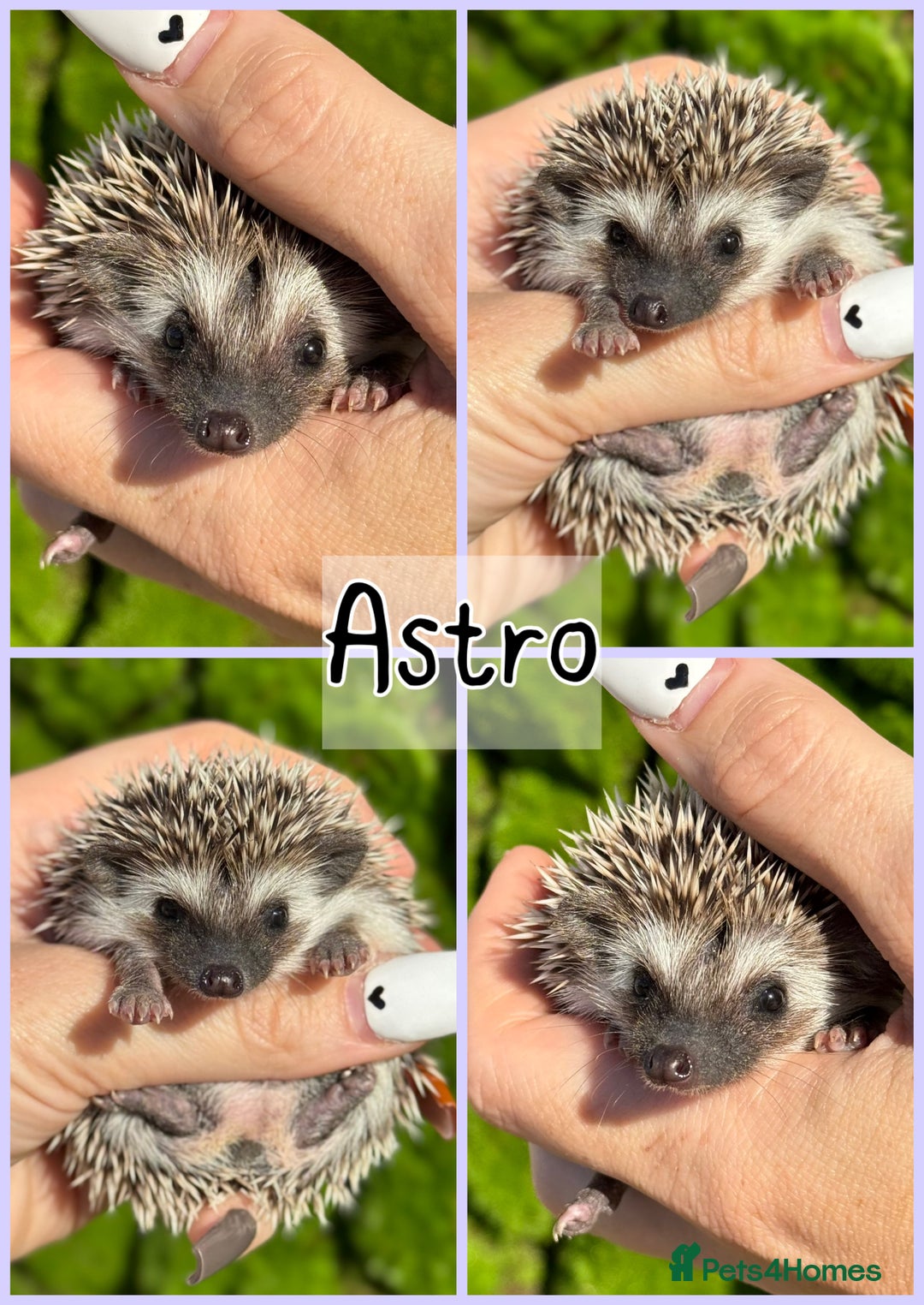 Pygmy Hedgehog rodents for sale: Beautiful African Pygmy Hedgehog Hoglets 💕 - Image 4