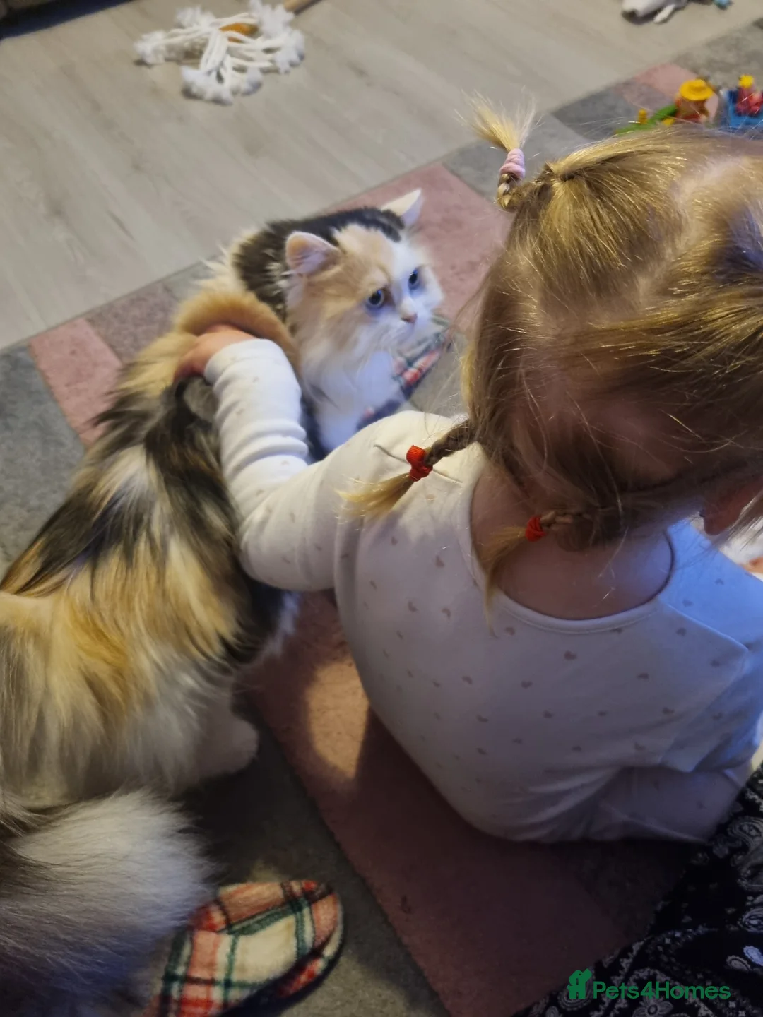 Scottish Fold cats for sale: Scottish fold straight female age 7 - Advert 9