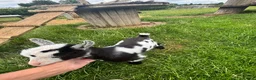 Goats livestock for sale: Incredibly Friendly Pygmy Goats in Beaminster - Advert 3