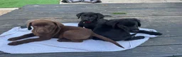 Labrador Retriever dogs for sale: Beautiful lab puppy’s ready to go - Advert 13
